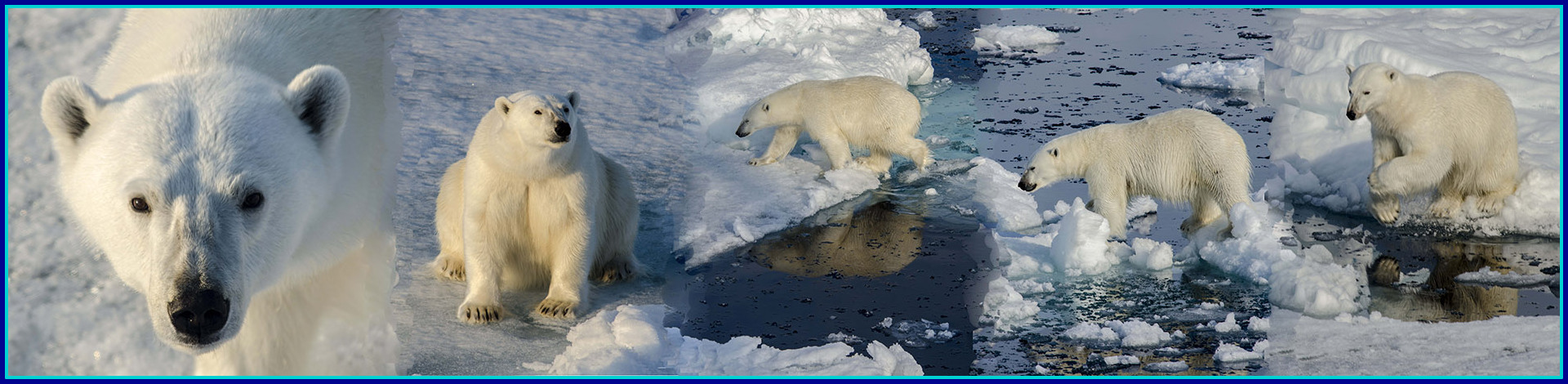 Osos Polares - banquisa Ártica - Islas Svalbard - Noruega